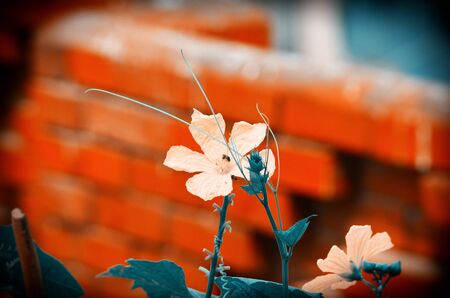 Yellow color flower in the city gardenの写真素材