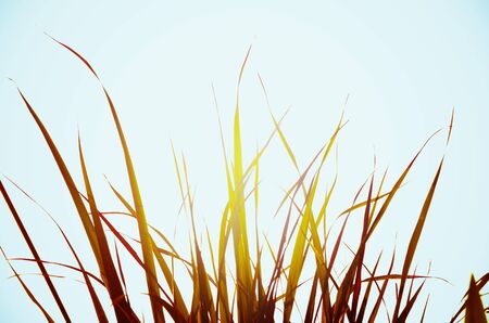 Autumn green grass over the skyの写真素材
