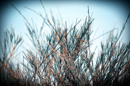 Tree leaf and sky fine nature background.の写真素材