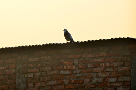 Dove or pigeonの写真素材
