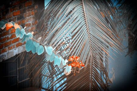 Yellow color flower in the city gardenの写真素材