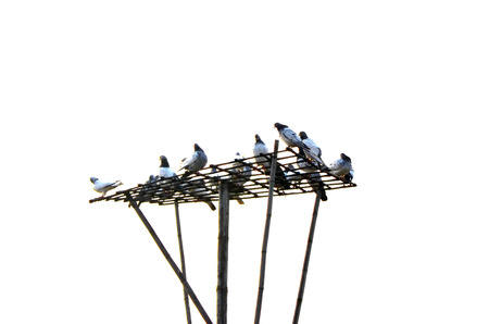 Dove or pigeonの写真素材