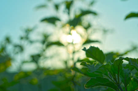 Natural Autumn tree on sky with sunの写真素材