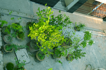 Garden in houseの写真素材