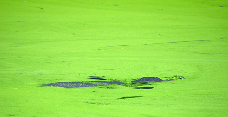 Hippopotamus Hippopotamus amphibius appears above water surface.の写真素材