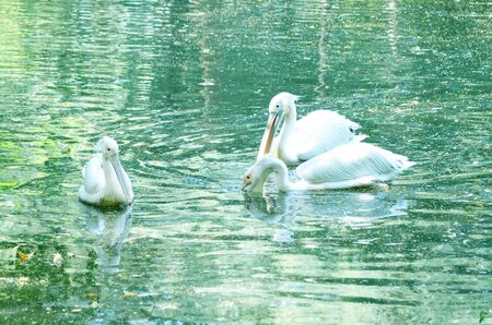 Beautiful swan on a lake.の写真素材