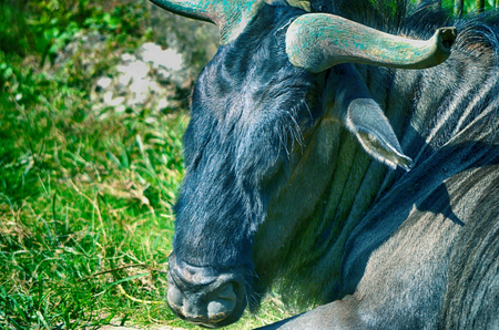 Portrait picture of a brave and beautiful spanish bullの写真素材