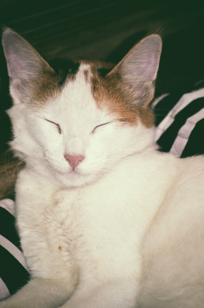 Persian cat portraitの写真素材
