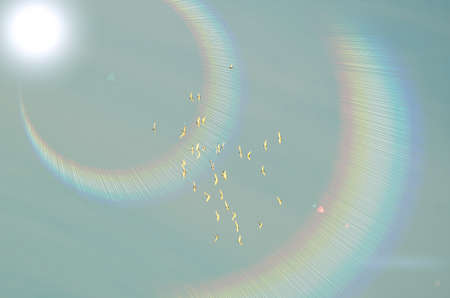 Dove flying on sunny skyの写真素材