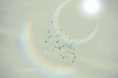 Dove flying on sunny skyの写真素材