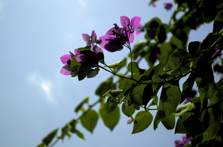 Closeup of beautiful pink flowers isolate on sky backgroundの写真素材