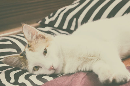 Cute cat lying on the bed with retro filter effect, soft focusの写真素材