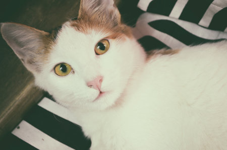 Cat lying on the floor and looking at the camera, vintage toneの写真素材