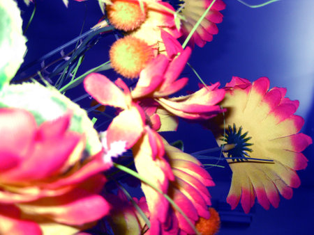 flowers in the light of the setting sun, abstract floral backgroundの写真素材