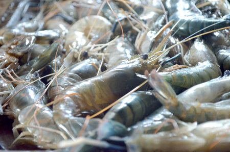 Fresh shrimps on display at a seafood market in Thailand.の写真素材