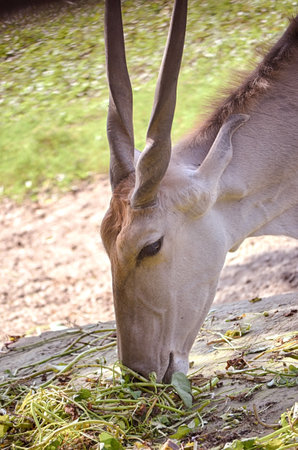 The antelope is eating grass in the zoo. Close-up.の写真素材