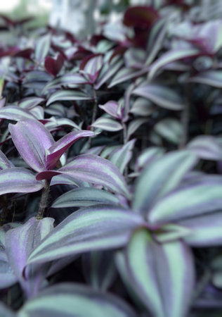 Purple leaves in the botanical garden. Selective focus.の写真素材