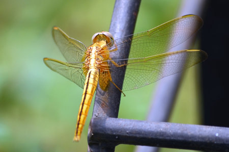 Yellow dragonfly sitting on a metal railing. Close-up.の写真素材