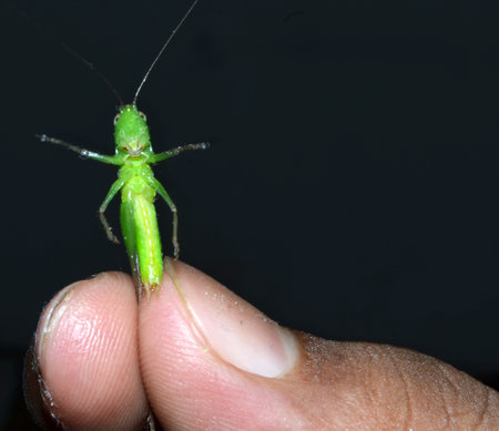 Green grasshopper on a human finger on a black background.の写真素材