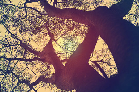Silhouette of tree branches with sunlight in the morning. Vintage style.の写真素材
