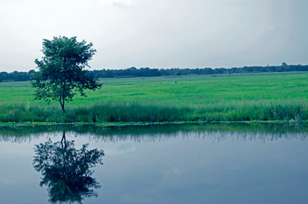 Reflection of a tree in a paddy field in the eveningの写真素材