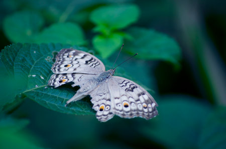 Butterfly on a green leaf in the garden. Shallow depth of field.の写真素材