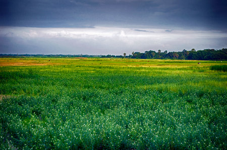 Landscape of green field and dark stormy sky in Thailand.の写真素材