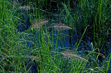 Green reeds growing in a small pond in the summer season.の写真素材