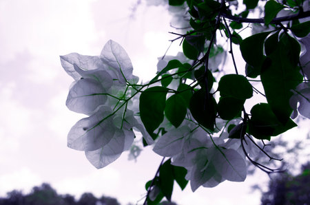 Bougainvillea flower in the garden, vintage styleの写真素材