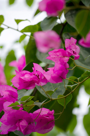Pink bougainvillea flowers in the garden, Thailand.の写真素材