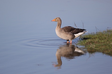 The Greylag Goose (Anser anser) shoot at birdwatching reseve Isola della Cona.の写真素材