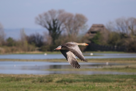 The Pink-footed Goose (Anser brachyrhynchus) passing a birdwatching observatory (shoot at Isola della Cona).の写真素材
