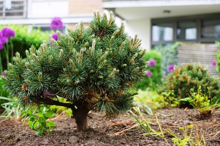 small pine tree in gardenの写真素材