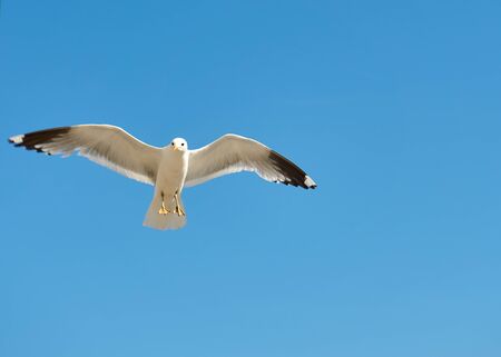 Seagull riding the wind with blue sky centerdの写真素材