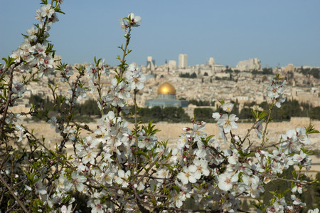 flowers against the background of Jerusalem in the springの写真素材