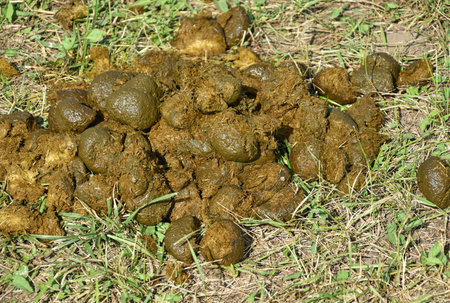 Horse manure in the grass next to a farm