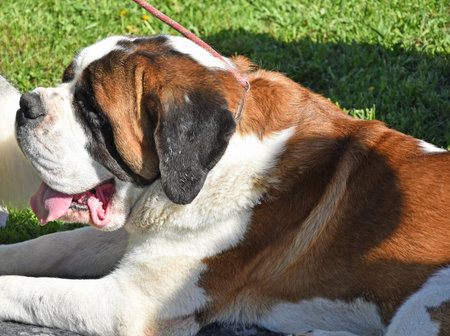 Saint Bernard dog on the grass