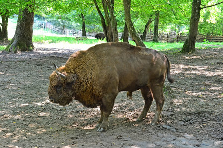 Bison stands in the woods
