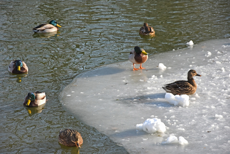 Wild ducks on the lake in winterの写真素材