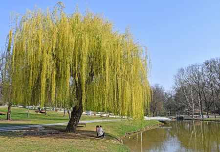Pond and trees in the woods spring timeの写真素材