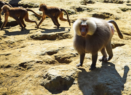 Baboons are walking outdoor