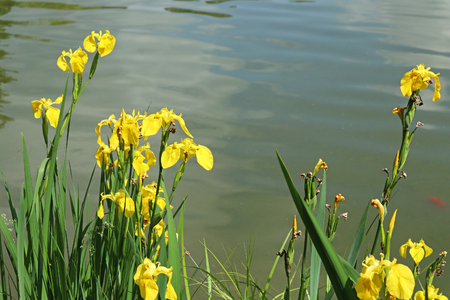Yellow flowers at the pond shoreの写真素材