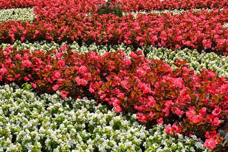 Red and white flowers in the city parkの写真素材