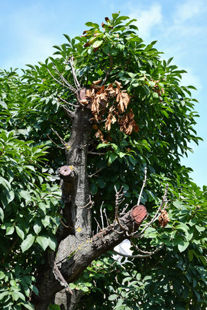 Dry broken tree branches in summer