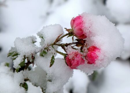 Flower coverd with snow in winter timeの写真素材
