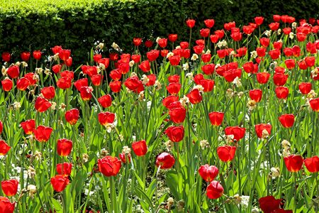 Red tulips in the gardenの写真素材