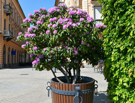 Purple flowers of the bush in the cityの写真素材