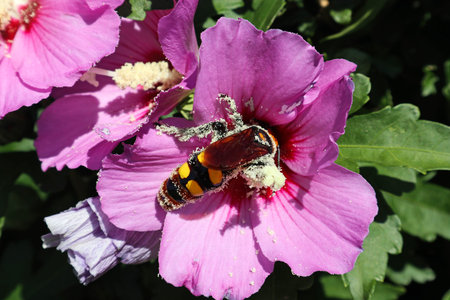 Giant wasp on the pink flower