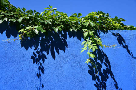 Green leaves against a blue wall and skyの写真素材
