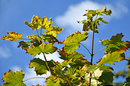 Green tree leaves in autumn time